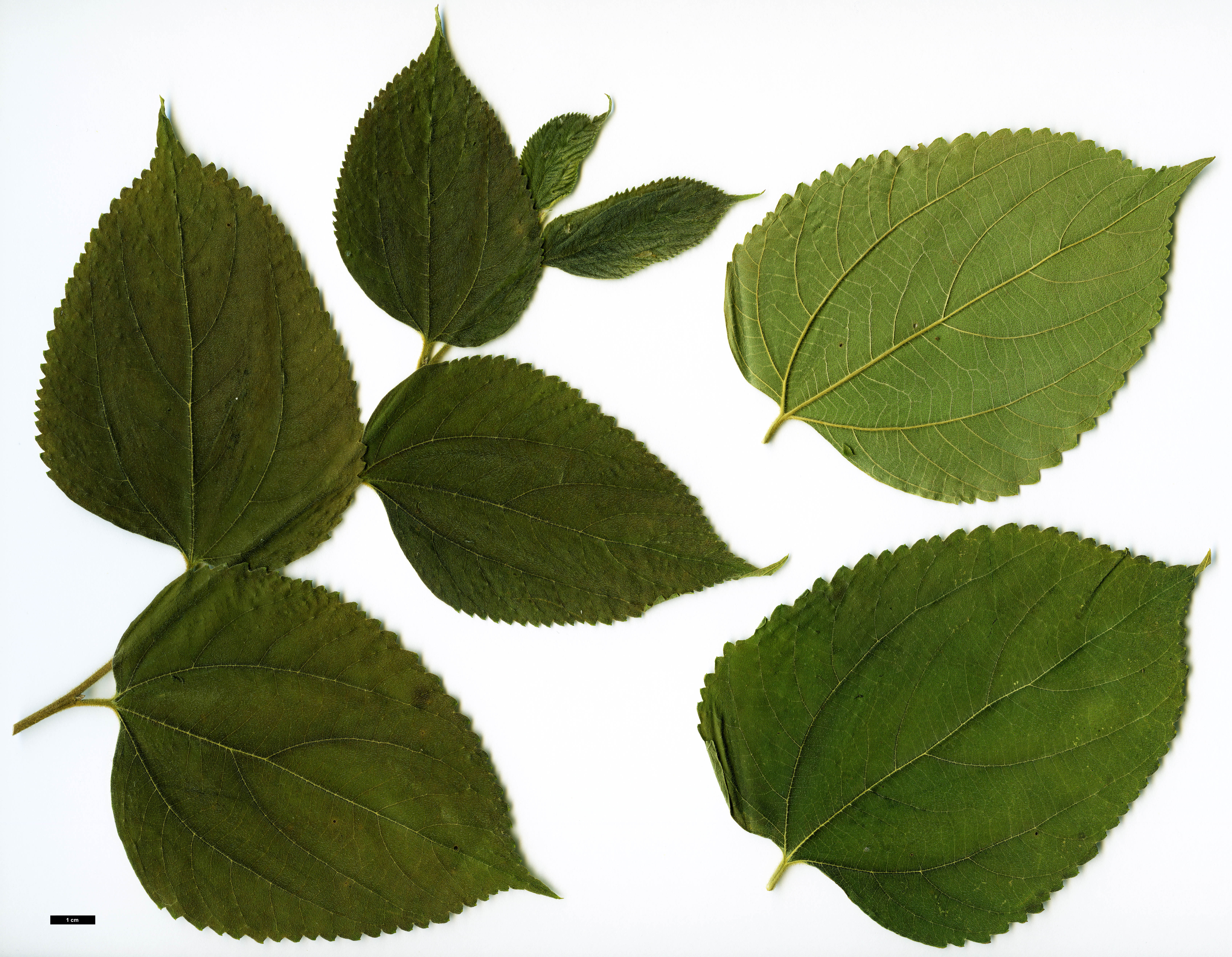 High resolution image: Family: Cannabaceae - Genus: Celtis - Taxon: africana